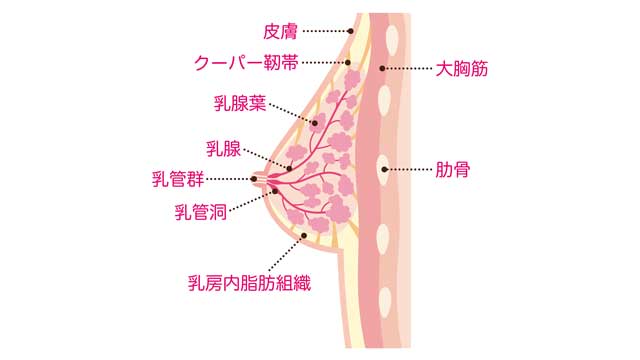 運動の衝撃がバストを下垂させる！