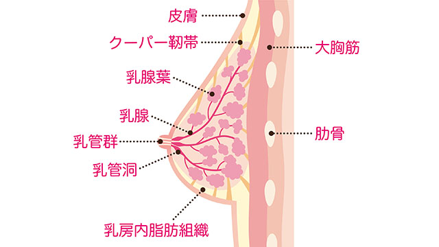 バストの大きさが変わる、肉質が柔らかくなる、授乳中と授乳後